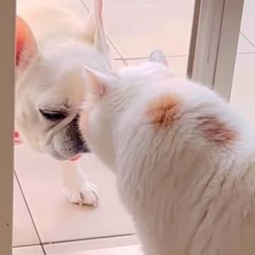 トイレのため、部屋に入りたい犬→通り道にネコがいて…気持ちがすれ違う『コントのような光景』が14万再生「一周してくるの草」「賢いｗ」