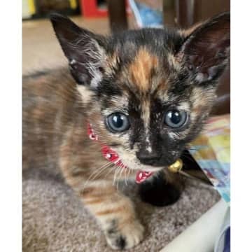 サビ柄の保護子猫を生後1カ月でお迎え　先住猫に溺愛されて育った3年後は“ツンデレお嬢様”に！