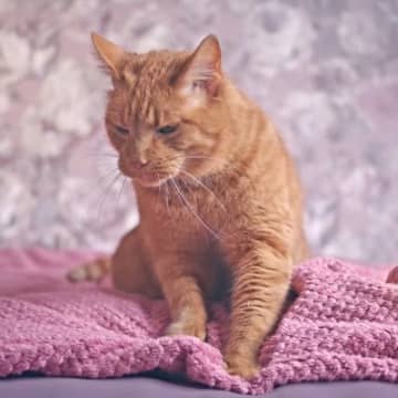 猫がつい『ふみふみ』したくなる理由5選　行動の意味や習性を分かりやすく解説