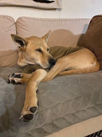 野犬生まれの怖がりだった元保護犬子犬が今では「家族と一緒のおでかけが大好き」に！家族との信頼関係に感動