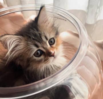 金魚鉢にすっぽり入る小さな子猫→1年後、サイベリアンらしい“樽型のわがままボディ”へと成長！