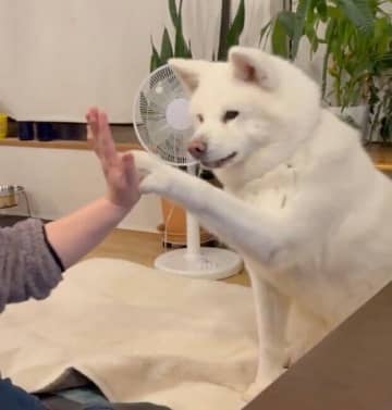 トライアルを経て、推定3才の秋田犬と家族に。4年の月日をともにし「我が家のアイドル」に！