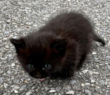 公園の茂みから現れた険しい顔の子猫→保護から6年、「無防備すぎる姿」にほっこり！
