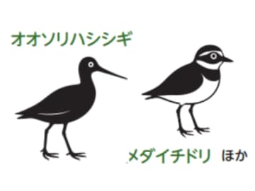渡り鳥と留鳥、DNAに刻まれた鳥の生き方の違い【眠れなくなるほど面白い 図解 鳥の話】