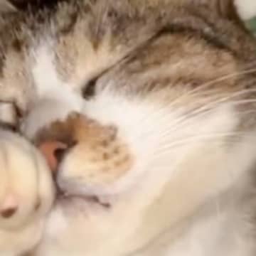 布団に入って眠っていた猫→左手を見ると…『予想外のポーズ』が可愛すぎると18万再生「何の夢見てるんだろう」「もふんもふんしたい」