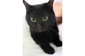 リラックスして毛づくろい中のはずが…まさかの姿を見せた黒ねこ　「なんかすごいことになってる」と話題に