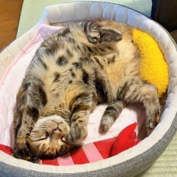 “赤ちゃん”みたいな見た目の猫、じつはもうすぐ13才のシニア猫だった！　ギャップに胸キュン