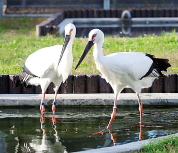コウノトリが市の鳥に　埼玉・鴻巣　旧鴻巣市、吹上町、川里町の合併20周年で　2022年には市内に市コウノトリ野生復帰センター「天空の里」を開設