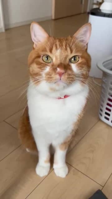 「ぶにゃ ぶにゃ ぶにゃ」　されるがままおなかをなでられる猫に「楽器のようだ」「うらやましい」といやされる人続出