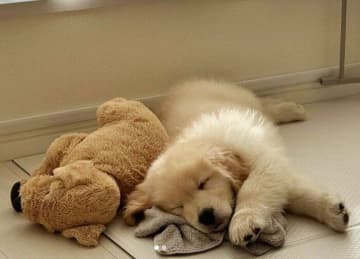 ぬいぐるみと眠る生後2カ月のゴールデン子犬→9カ月経っても「一番の友だち」な仲良し姿にほっこり！