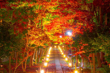 京都・鹿王院で夜の紅葉ライトアップ！11月から特別拝観開催