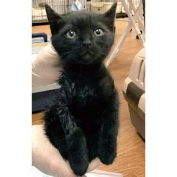 生後推定3～4週齢で保護された子猫、6年後には美しい黒い毛並みが魅力的なコに！　愛情いっぱいに育った姿にほっこり