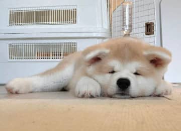「寝ている？」と勘違いされがちだった秋田犬の子犬→2才になった今も変わらぬ愛らしい表情にほっこり！