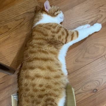 「半分しか入ってないけど」　箱に入りたい猫、体を半分だけ「無理矢理ねじ込む姿」にクスッ！