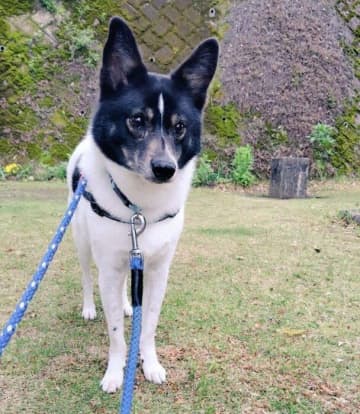 多頭飼育崩壊からレスキューされた保護犬　過酷な環境を生き抜き、新しい家族と歩む幸せな今