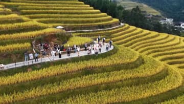 黄金色に染まる秋の棚田　中国・広西桂林市