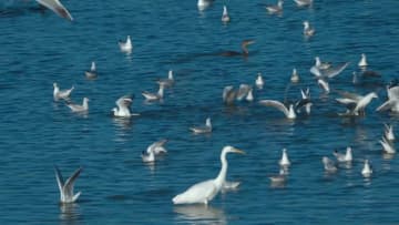 中国内モンゴル自治区磴口県に秋の渡り鳥が飛来