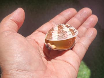 [本日の一品]焼き網に並べてもリアルすぎる!?　水鉄砲「あさりのみずピュー」は買い！