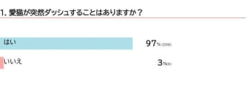 何かスイッチが入った⁉　猫が 突然ダッシュする理由を獣医師が解説