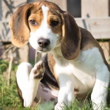 犬が『体を掻いている』ときの心理3選　痒いだけとは限らない？注意すべきことまで解説