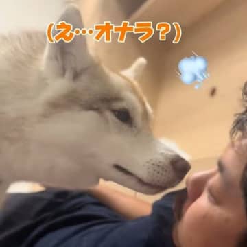 オナラの音に憤慨するハスキー犬、「やめろ！」とブチギレながら大暴走する姿に「最近で一番笑った」「本当に話しているよう」