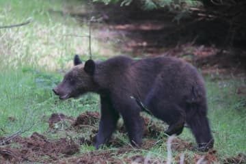 ヒグマは被害が出ないと駆除できない　無条件の「間引き」ダメ...スタートした「緊急対策」実効性どこまで