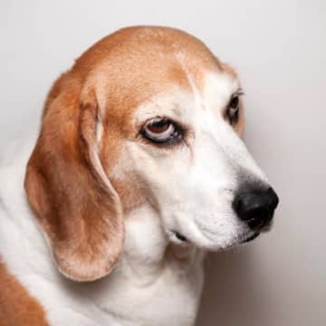 犬が不機嫌になる『飼い主の行動』4つ　見直すべき習慣や仲直りするためのコツをご紹介