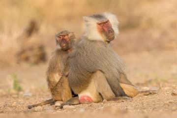 哺乳類のメスはオスより長生き、性行動が一因か　新研究