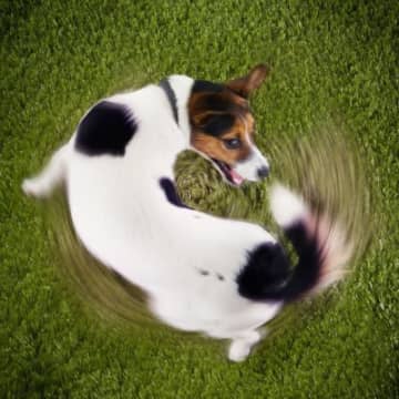 犬がみせる『マヌケな行動』4選　可愛すぎるあるあると安全を守るための注意点を解説