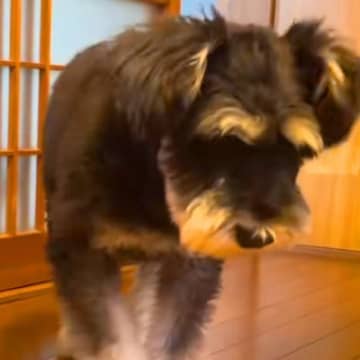 くしゃみをしそうな犬→『なぜか近づいてきた』と思ったら…迷惑すぎる『まさかの行動』が19万再生「溜めてるの可愛すぎｗ」「水しぶき感じた」