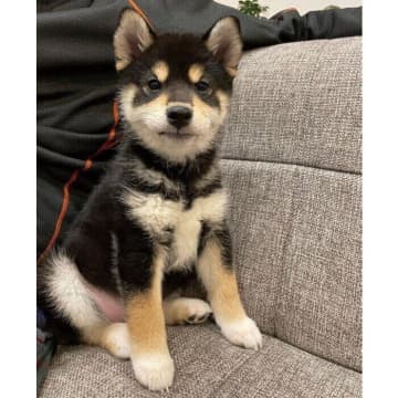ちょこんと座る姿がまるで“ぬいぐるみ”のようだった柴の子犬→3年後には“もっちり”立派に成長！