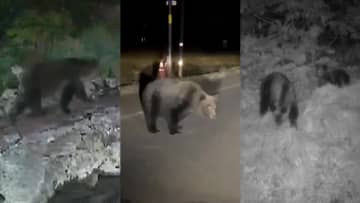 「やたらに慣れてるな」北海道で相次ぐクマの出没　防犯カメラに親子熊の姿　道路ふさぎ“通せんぼ”も