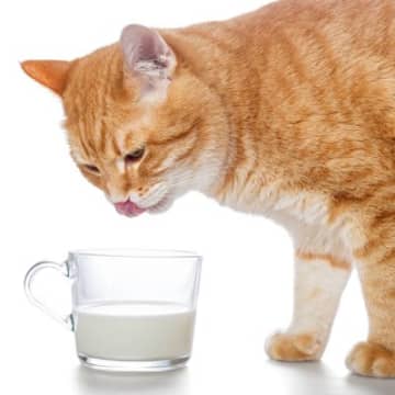 猫に『人間用の牛乳』を与えてはいけない理由3つ　起こりうるトラブルや体への影響を解説