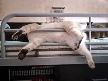 ベッドで寝ながら“冷たい場所”を求めていた元保護猫　最終的には「誰か入ってる？」とツッコミたくなる寝姿に！