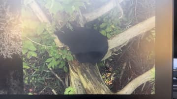 山形・米沢市の住宅街のやぶに親子とみられるクマ2頭居座る　親グマとみられるクマが「箱わな」に…もう1頭が入るのを待って捕獲へ