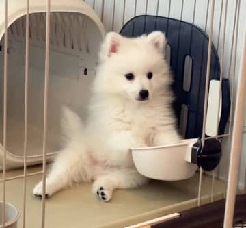 お迎え初日から“足湯”が日課!?　日本スピッツ子犬のユニークなしぐさに癒される
