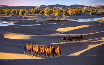 国慶節連休、コトカケヤナギ観賞が活況　中国内モンゴル自治区