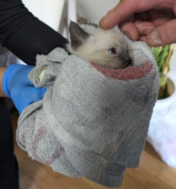 壁に挟まっていたところを救出された生後1カ月の子猫→半年後、大きく“こんがり”と成長！