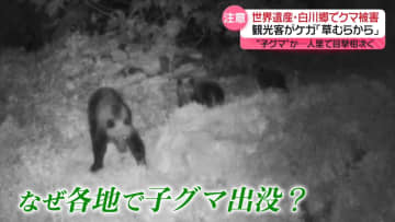 白川郷で外国人観光客が被害“子グマ”が人里へ…各地で出没相次ぐ
