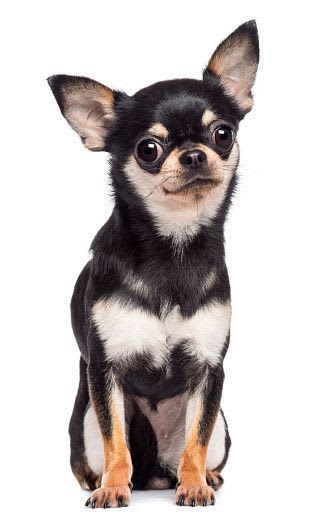 チワワの性格　飼い方のコツ・飼い主の悩みQ＆A｜いぬのきもち 犬図鑑