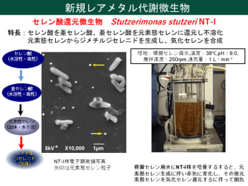 世界初、微生物を利用して廃太陽電池からレアメタルの回収に成功　セレン酸還元微生物を用いて廃太陽光パネルからレアメタル「セレン」の回収再資源化を実現