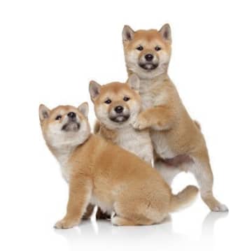 柴の性格　飼い方のコツ・飼い主の悩みQ＆A｜いぬのきもち 犬図鑑