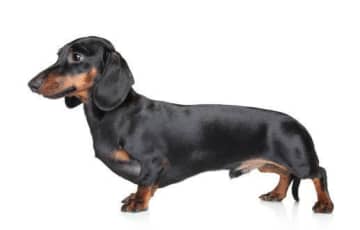 ミニチュア・ダックスフンドの性格　飼い方のコツ・飼い主の悩みQ＆A｜いぬのきもち 犬図鑑