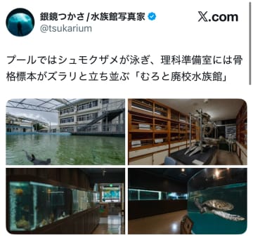 プールを泳ぐのは…まさかのシュモクザメ！？『むろと廃校水族館』の非日常感に「異世界感半端なかった」と驚きの声