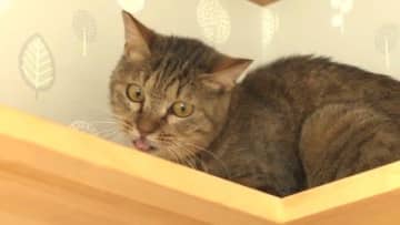 猫39匹が置き去り「多頭飼育崩壊」　やせ細った体…過酷な環境で過ごし縮まらない距離　8歳「キラ」を引き取った家族「毎日少しずつ近づいている」