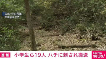 小学生ら19人がハチに刺され搬送 命に別状なし 広島・廿日市市