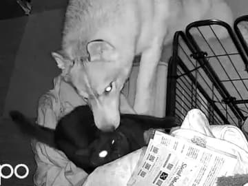 飼い主「こういう時だけ協力するの、やめてもらっていいですか」　光景に「見事な連携で笑った」「頭よすぎ」