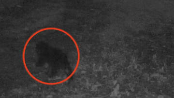 黒部市のAIカメラが捉えた「成獣クマの姿」 富山県内で目撃276件、ドングリ不作で人里に出没か