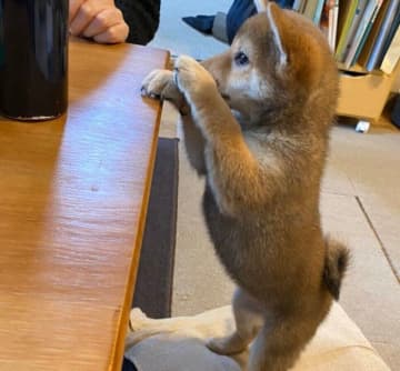 まん丸おなか&短い足が可愛すぎた柴の子犬→5年後、スラッと成長した姿にほっこり！