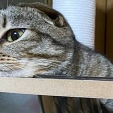 ふとキャットタワーでくつろぐ猫を見たら…別の生き物にしか見えない『驚きの光景』に６万いいね「ろくろっ首」「ネッシーならぬニャッシー」
